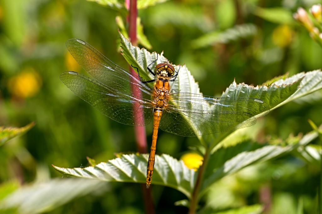 voornes duin tenellaplas Quackjeswater natuur natuurgebied natuurmonumenten hdr duinen Zuid Hollands landschap polder bossen natuurreservaat Natura 2000
